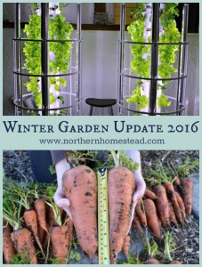 Let's have a little winter garden update 2016. We where able to grow all our greens all winter long and harvest fresh carrots in spring.