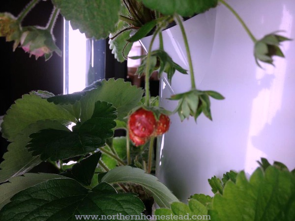 Winter Garden Update 2016- strawberies