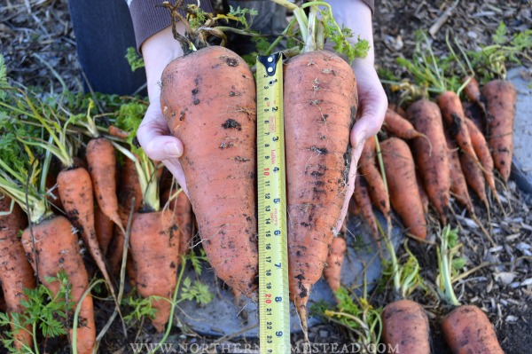 Winter Garden Update 2016- Carrots