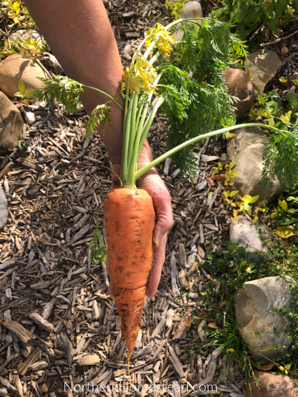 Red Core Chantenoy Carrot
