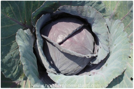 12 Favorites to Grow in the Garden - Cabbage