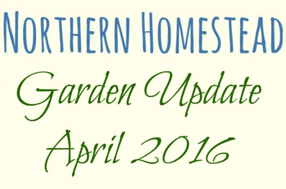 Garden Update April 2016