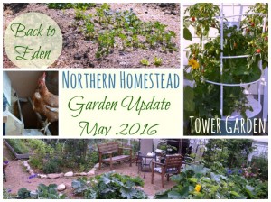 In this garden update May 2016 on video we talk about frost protection, planting times as well as planting location in our Back to Eden and Tower Garden.