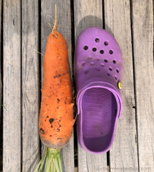 Growing carrots - Royal Chanteney