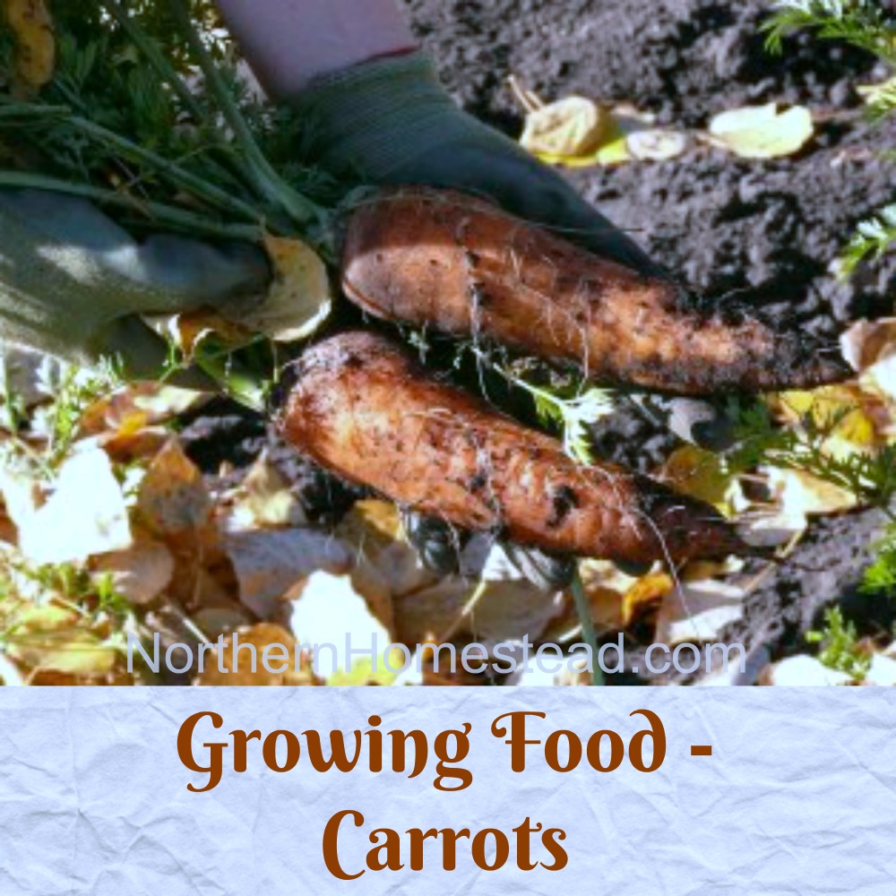 Growing Food - Carrots