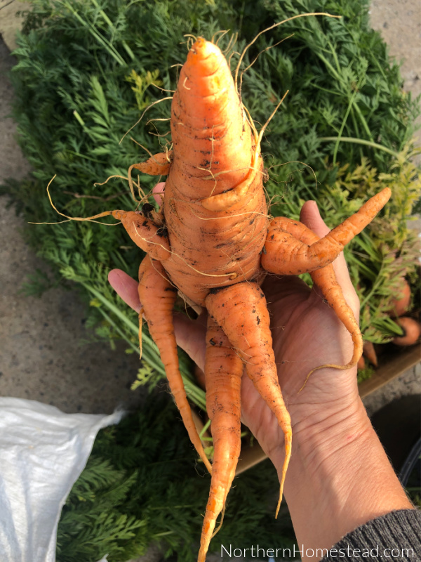 Growing carrots - Troubleshooting
