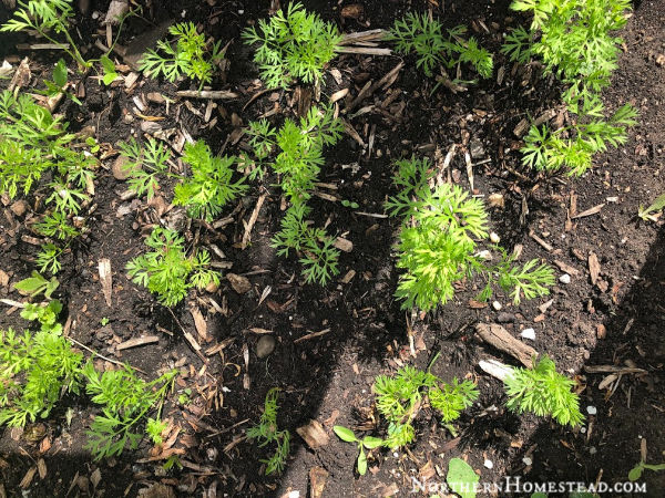 Growing Food Carrots