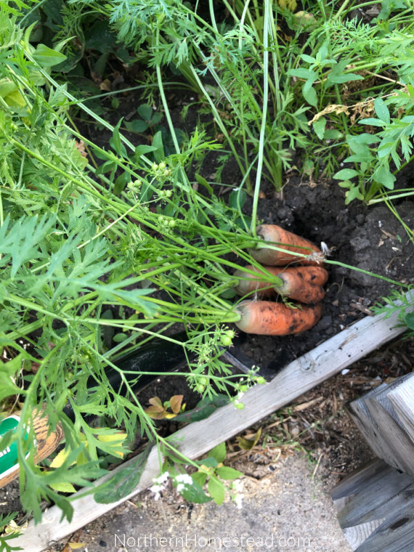 Growing Food – Carrots