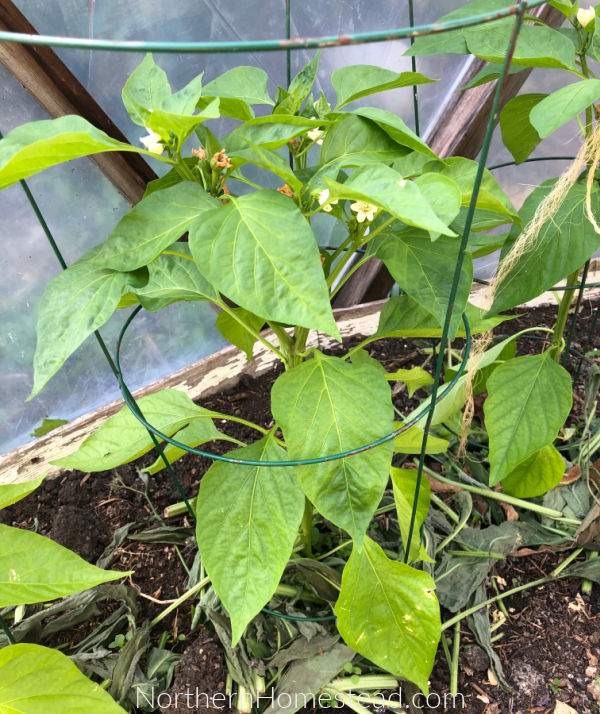 How To Water Your Vegetable Garden