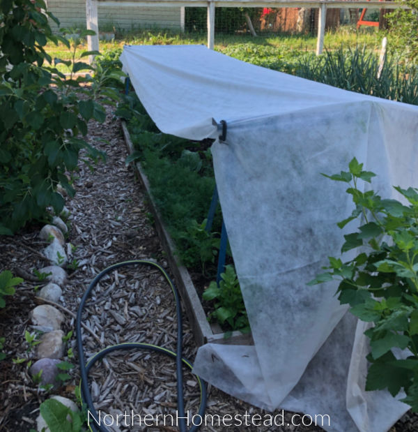 How To Water Your Vegetable Garden