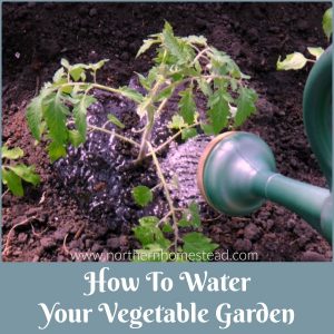 Learn how to water your vegetable garden so you do not need to water all season long. We Water to establish healthy deep rooted plants.