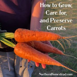 How to Grow, Care for and Preserve Carrots