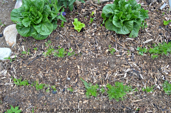 Challenges with the no-till Back to Eden Gardening Method. An honest review and tips to avoid the problems. This will help you to a good start.