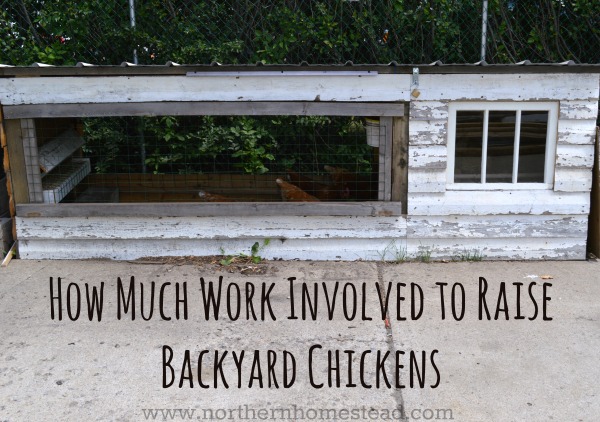 How Much Work Involved to Raise Backyard Chickens