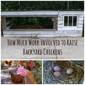 How much work involved to raise backyard chickens. Here is an reality check on everything that needs to be done.