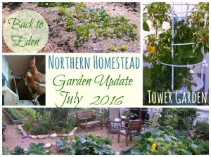 Garden Update July 2016