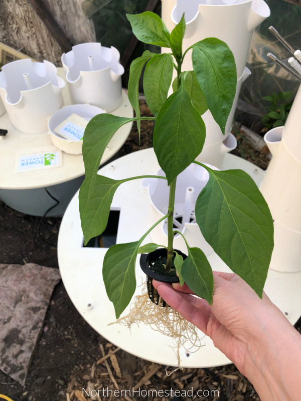 Growing a Hydroponic Tower Garden in a Cold Climate