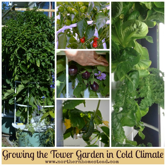 Our Experience Growing the Tower Garden in Cold Climate