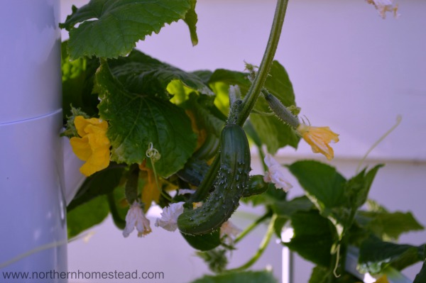 Growing an indoor edible window garden in water - is it organic?