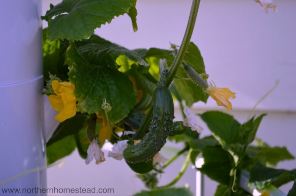 Tower Garden Cucumbers