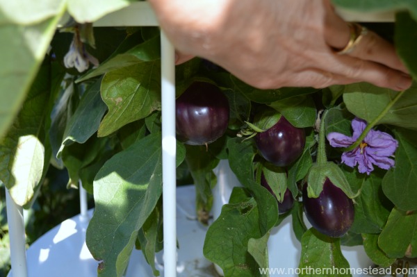 Our Experience Growing the Tower Garden in Cold Climate