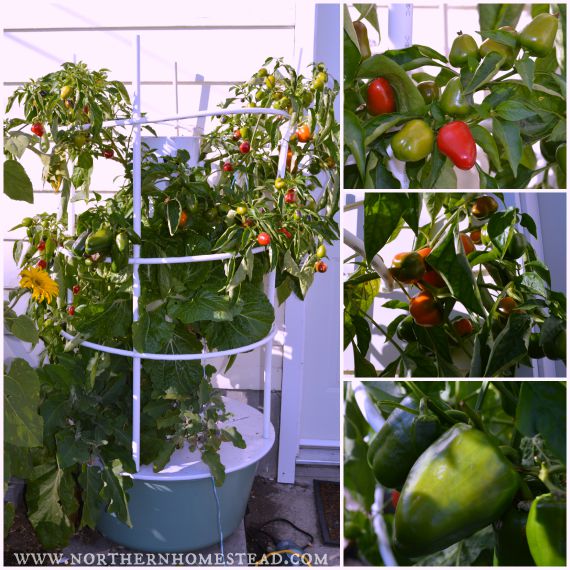 Our Experience Growing the Tower Garden in Cold Climate