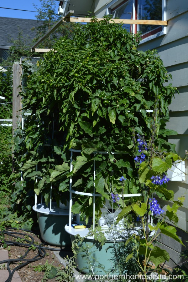 7 Reasons to Grow a Tower Garden