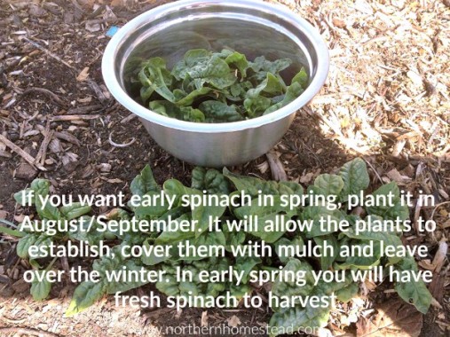 Growing Overwintering Spinach in Cold Climate - Northern Homestead