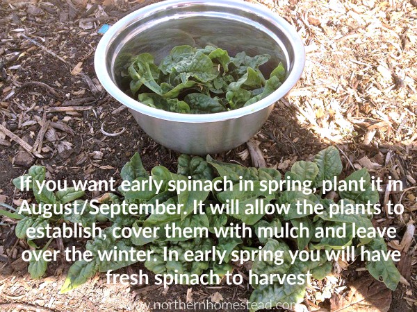 Planting overwintering spinach