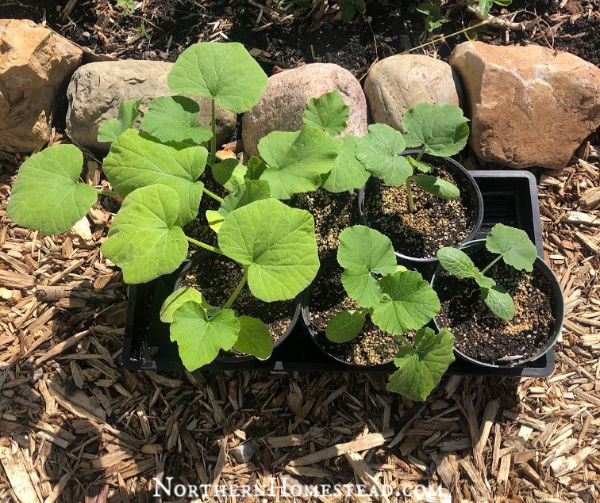 Planting a Fall Garden in a Northern Climate