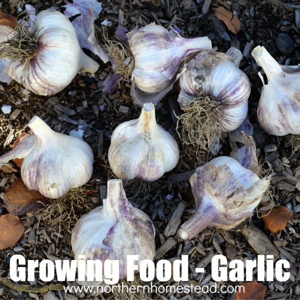 If you are into growing food - Garlic is a must have in the garden. Find how to plant, grow, harvest, store and use garlic. All about the super food garlic. 