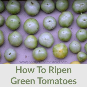 Tomatoes ripen nicely after already being harvested. They also still taste better then the store bought ones. Learn all about how to ripen green tomatoes.