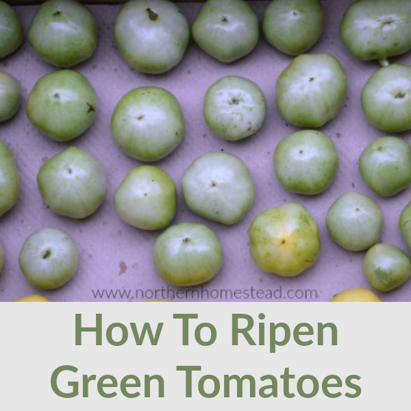 How to ripen green tomatoes indoors