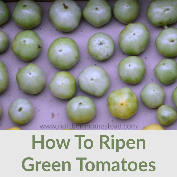 How To Ripen Green Tomatoes