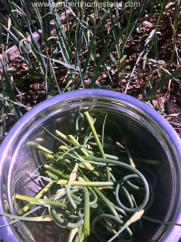 garlic scapes harvest