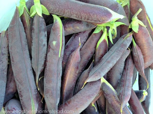 Blue Pod Peas