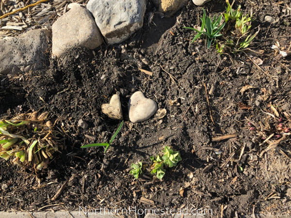 Perennial Flower Favorites in our Northern Garden 