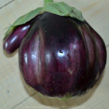 Eggplant