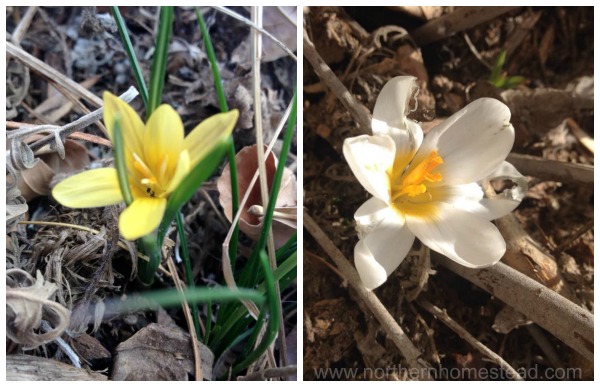 Perennial Favorites in our Northern Garden