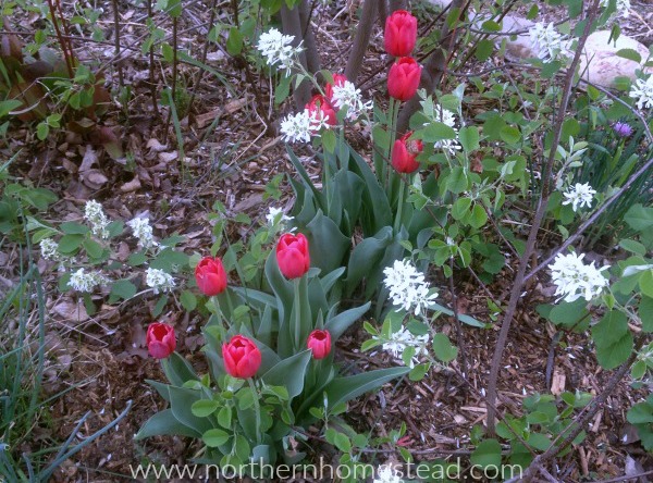 Perennial Favorites in our Northern Garden