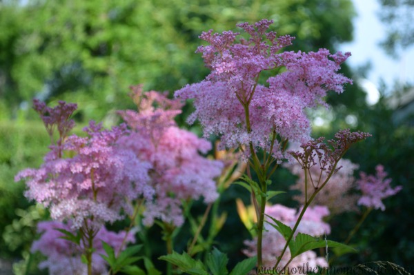 Perennial Favorites in our Northern Garden