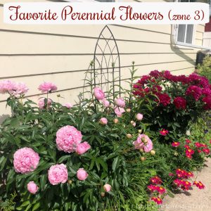 Perennial Favorites in our Northern Garden (Zone 3) Here we share our favorite perennial flowers and how we care for them without spending much time or effort.
