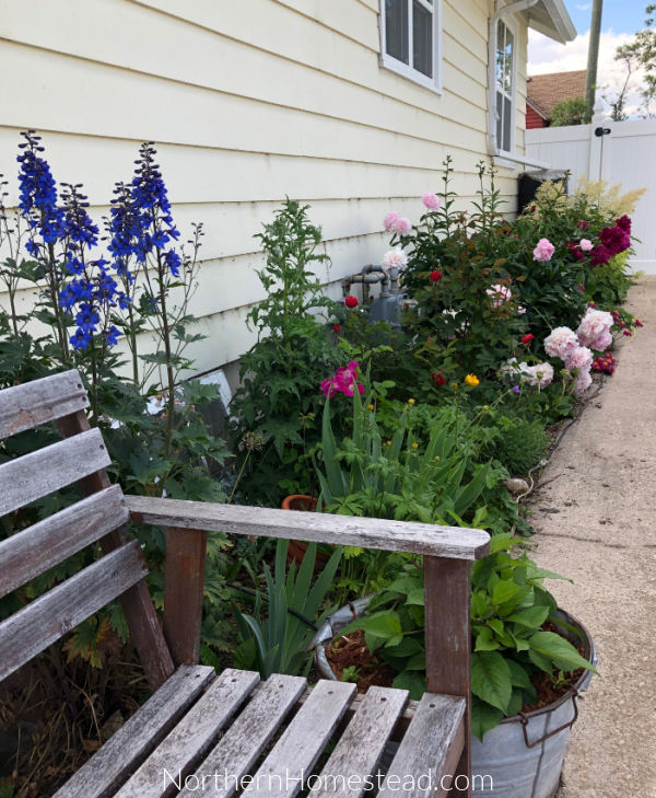 Perennial Flower Favorites in our Northern Garden (Zone 3)