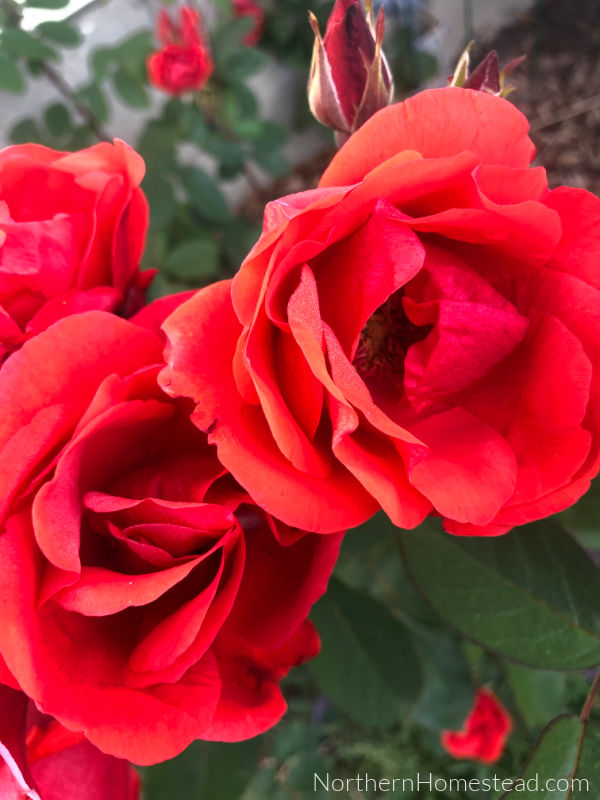 Perennial Flower Favorites in our Northern Garden- Roses in zone 3