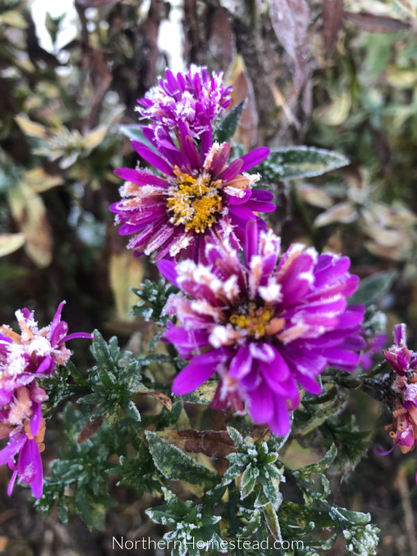 Perennial Flower Favorites in our Northern Garden