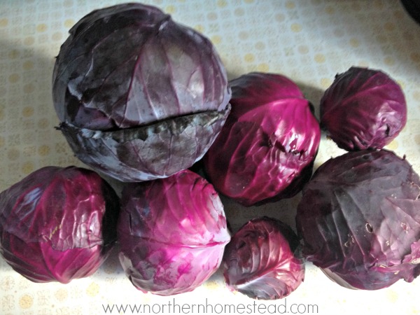 Red Cabbage