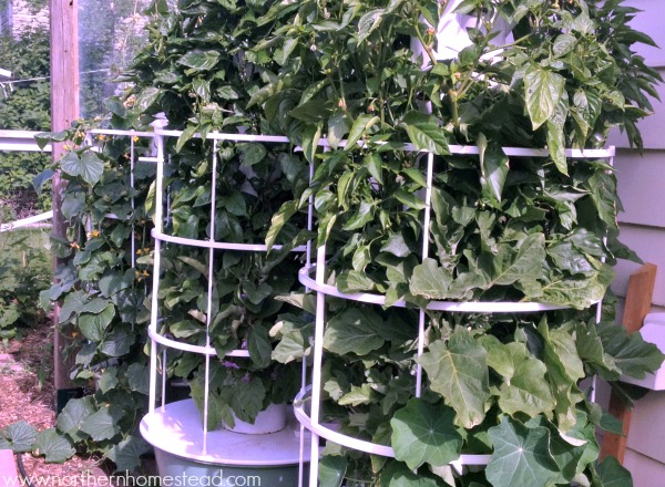 Tower Garden 2016