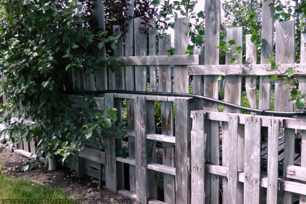 Micro Climates in a Northern Garden