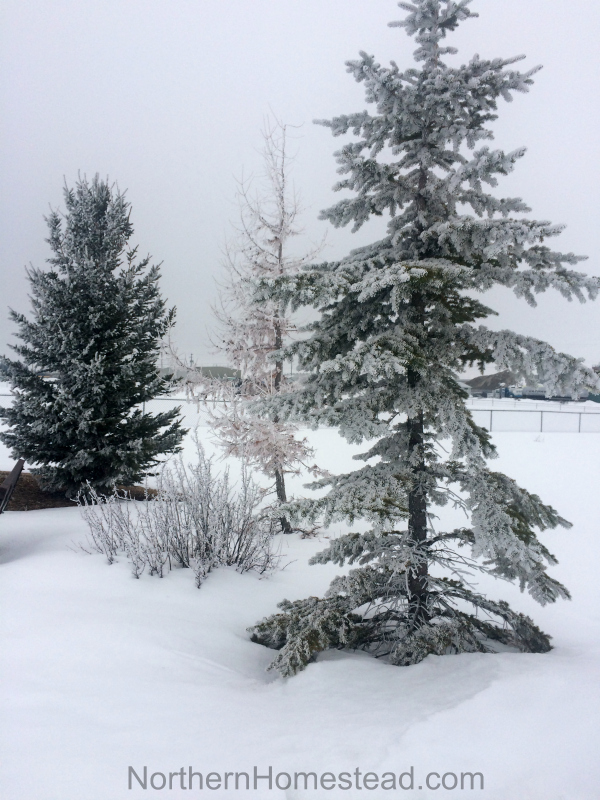 Micro Climates in a Northern Garden