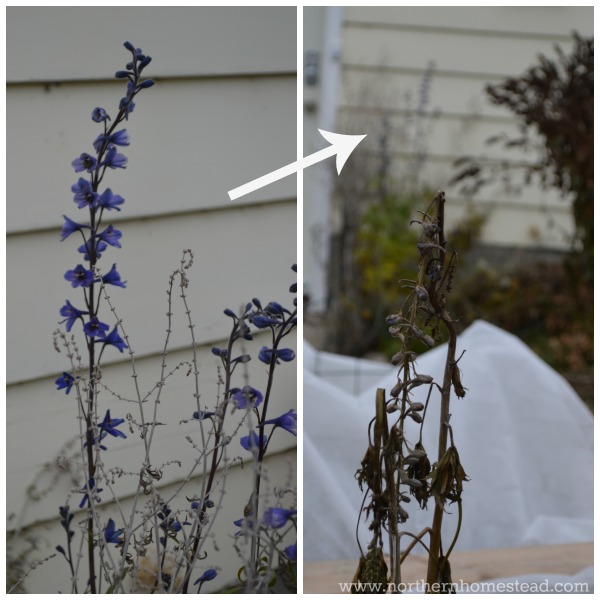 Micro-climates: two delphinium plants about 10 feet apart, one is blooming even after some real frost and the other one is completely frozen, and gone. -in-a-northern-garden3